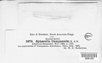 Mycosphaerella campanulae image